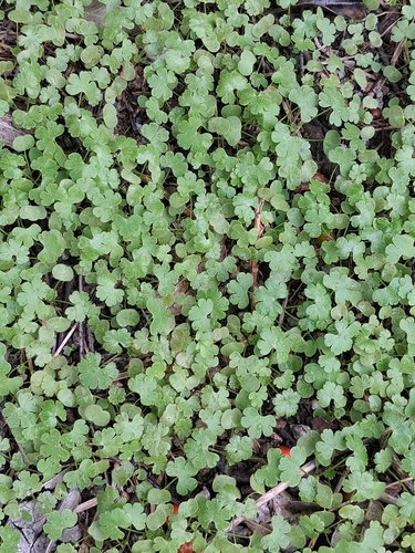 Geranium lucidum, photograph 4