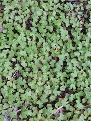 Geranium lucidum, photograph (c) Sabarni Sarker, some rights reserved (CC BY)