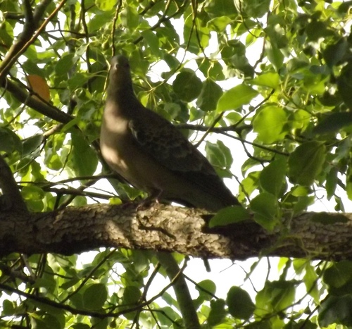 Oriental Turtle-Dove
