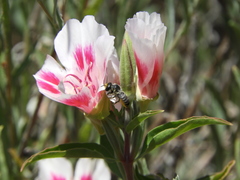 Megachile montivaga