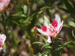Megachile montivaga