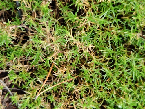 Scleranthus annuus, photograph 2