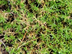 Scleranthus annuus, photograph (c) Полина Полежанкина, some rights reserved (CC BY)