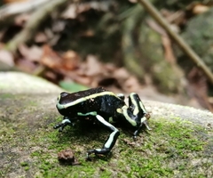 Dendrobates truncatus