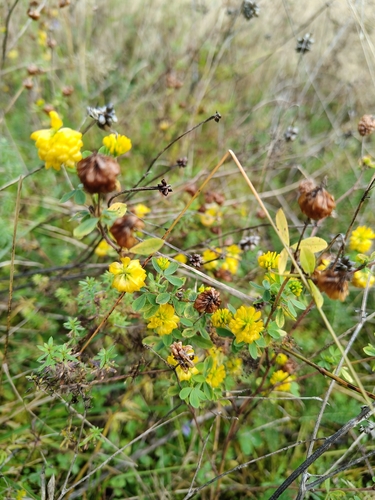 Trifolium aureum, photograph 6