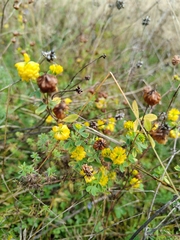 Trifolium aureum, photograph (c) Полина Полежанкина, some rights reserved (CC BY)