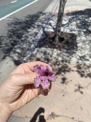 Handroanthus impetiginosus