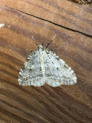 Autumnal Moth