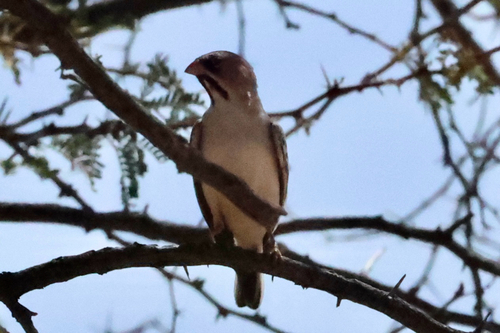 iNaturalist image