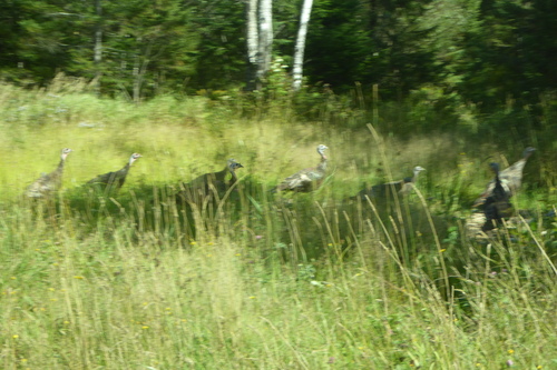 Wild Turkey
