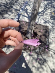 Handroanthus impetiginosus