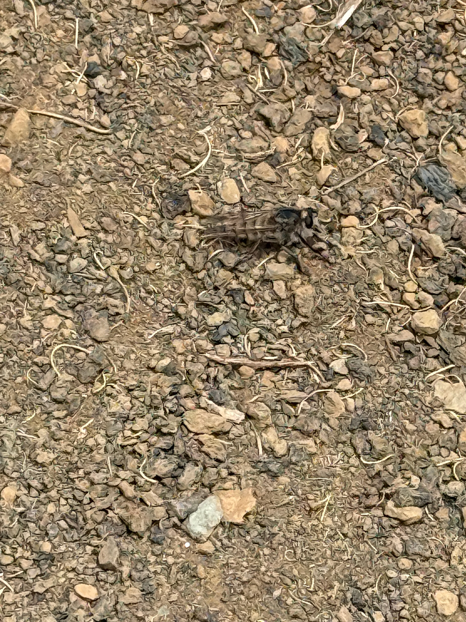 Promachus latitarsatus