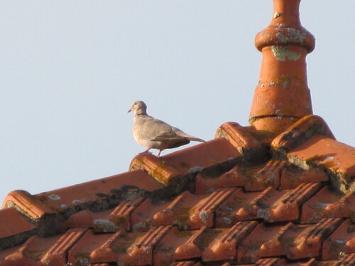 Eurasian Collared-Dove