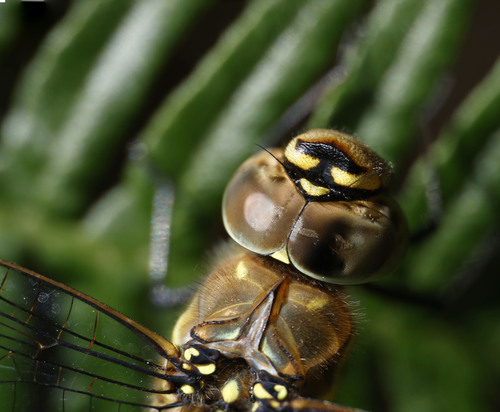Migrant Hawker