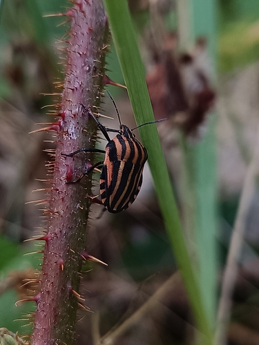 European Striped Shield Bug