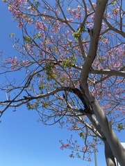 Handroanthus impetiginosus