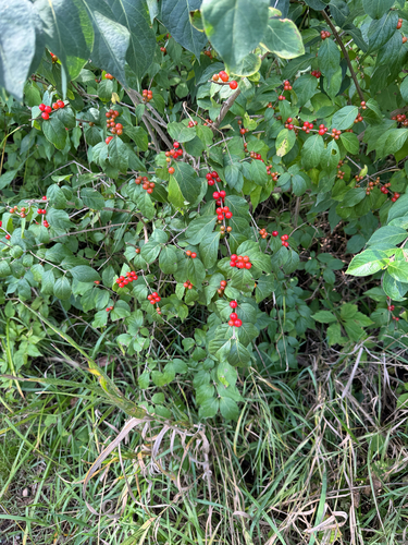 Amur honeysuckle