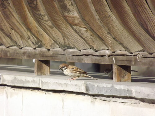 Eurasian Tree Sparrow