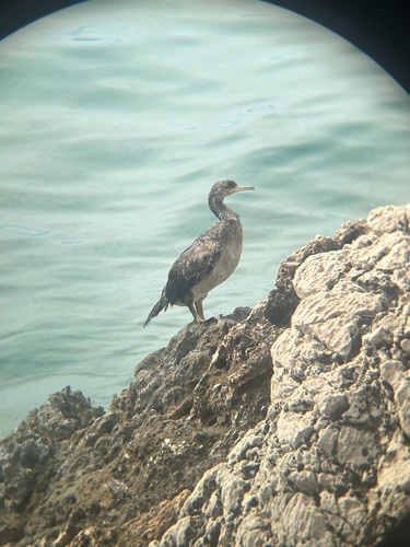 European Shag