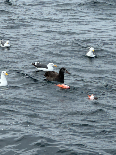 Black-footed Albatross