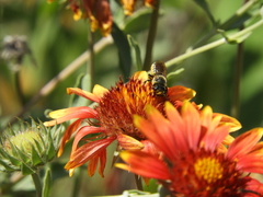 Megachile montivaga