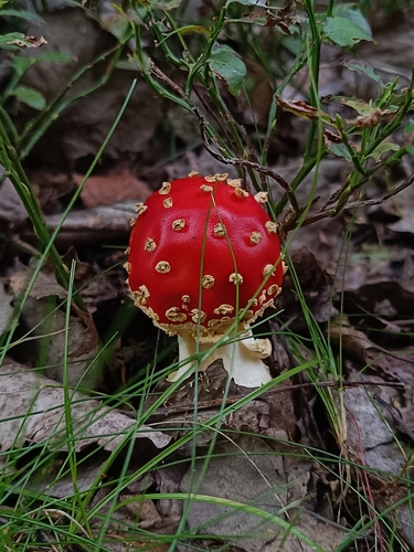 Fly Agaric