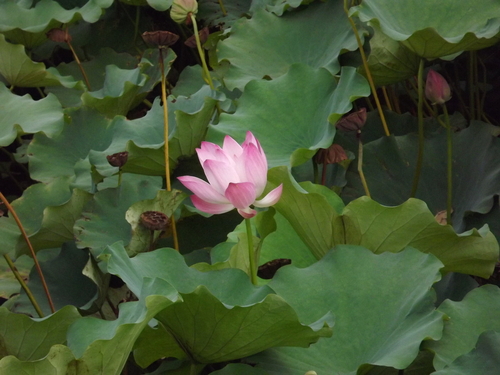 Sacred Lotus