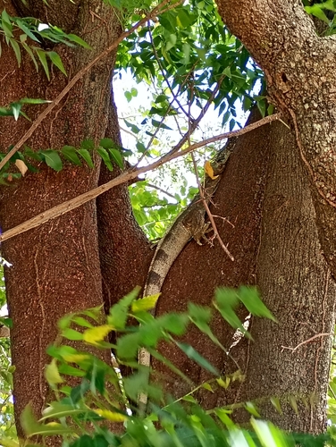 Green Iguana