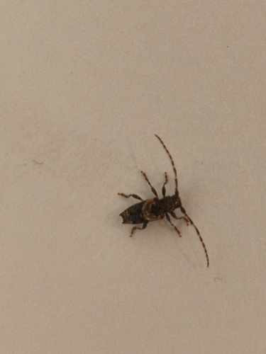 lesser thorn-tipped longhorn beetle