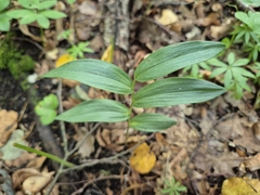 Cephalanthera damasonium, photograph (c) Bobo-X, some rights reserved (CC BY)