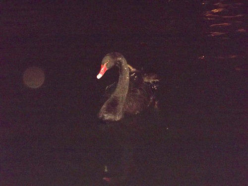 Black Swan