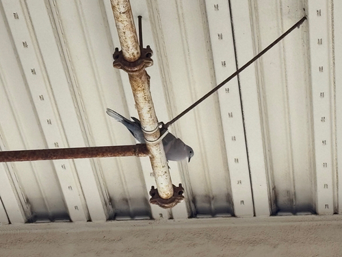 Eurasian Collared-Dove