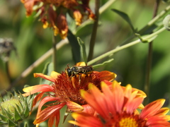 Megachile montivaga