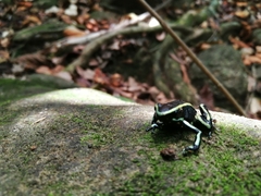 Dendrobates truncatus