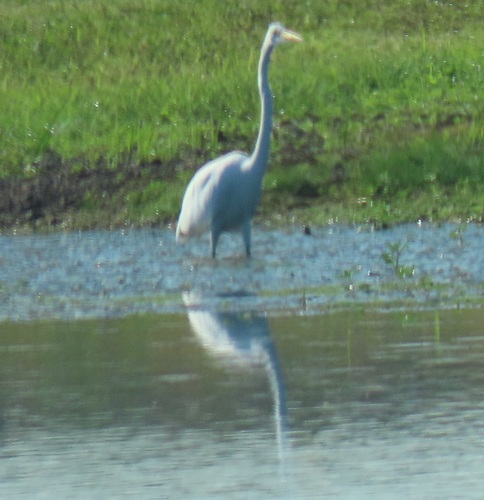 Great Egret