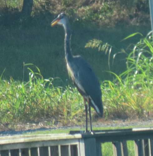 Great Blue Heron