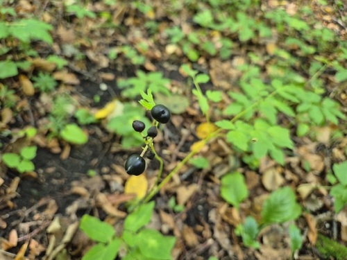 Eurasian baneberry