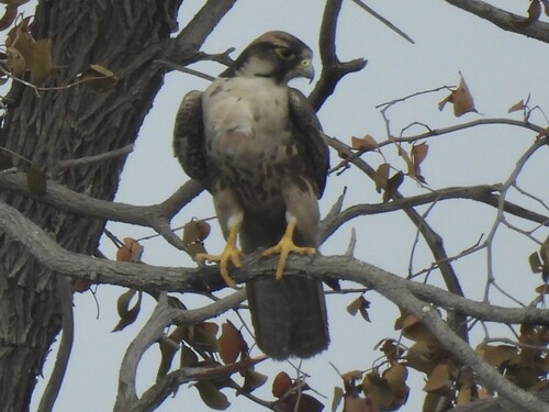 Lanner Falcon