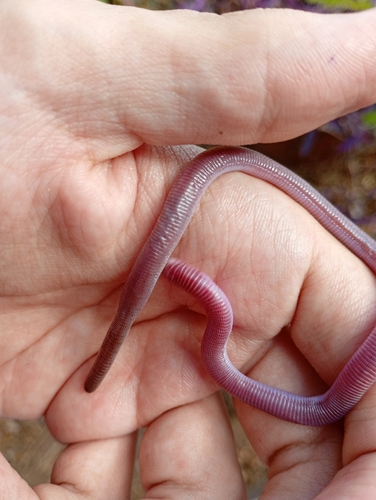 Wagler's Worm Lizard