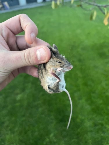 European Wood Mouse