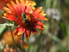 Megachile montivaga