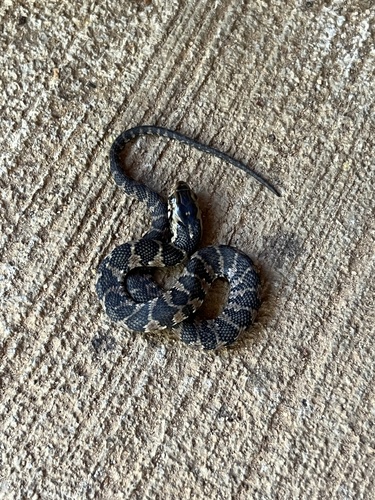 Banded Watersnake