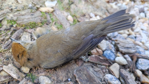 Eurasian Blackcap