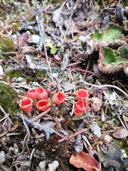 Microstoma protractum