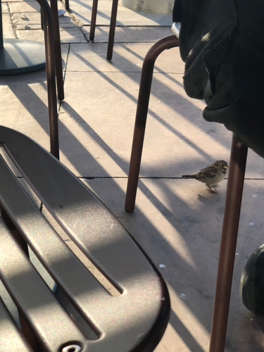 House Sparrow