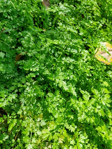 Oenanthe aquatica
