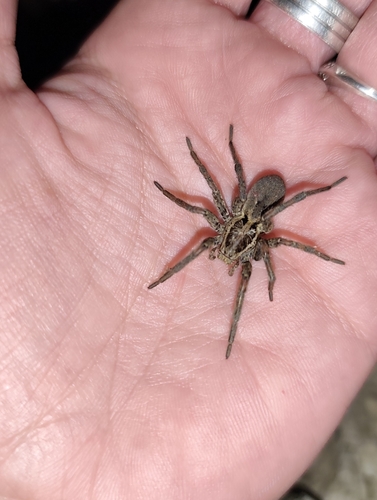 Radiated Wolf Spider