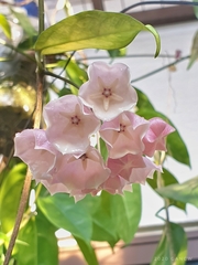 Hoya campanulata