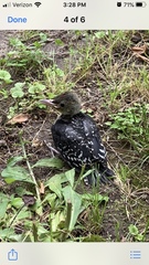 Melanerpes carolinus