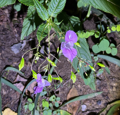Himalayan balsam